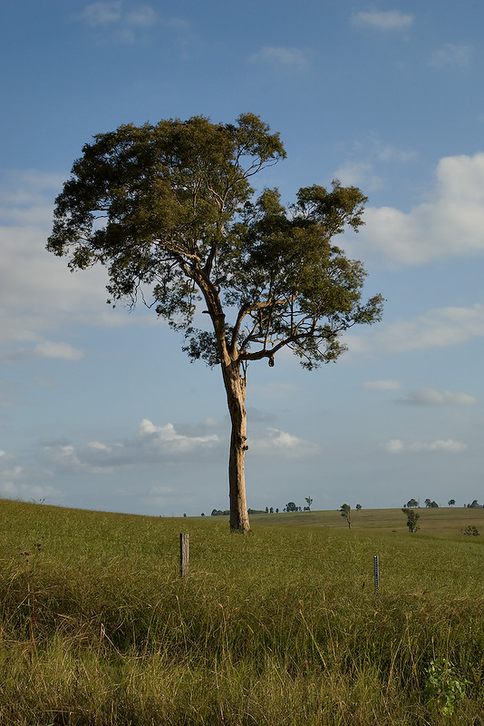 The One Tree 08/03