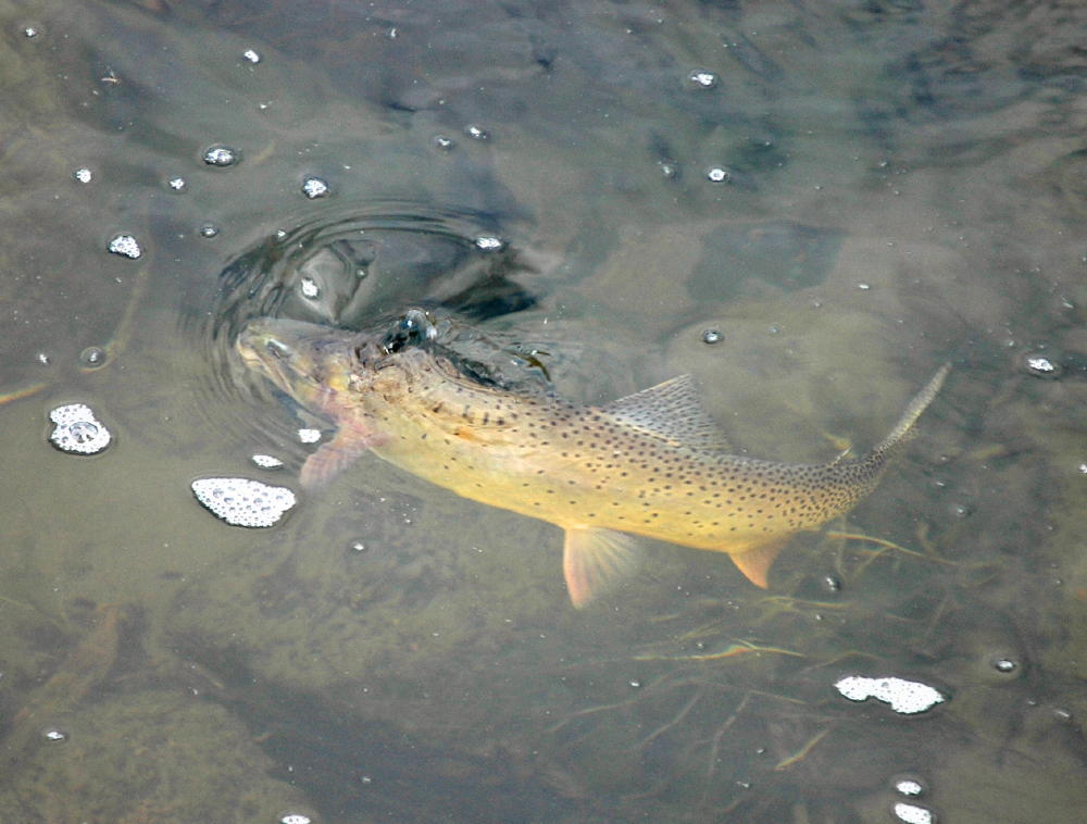 Feeding Trout #5