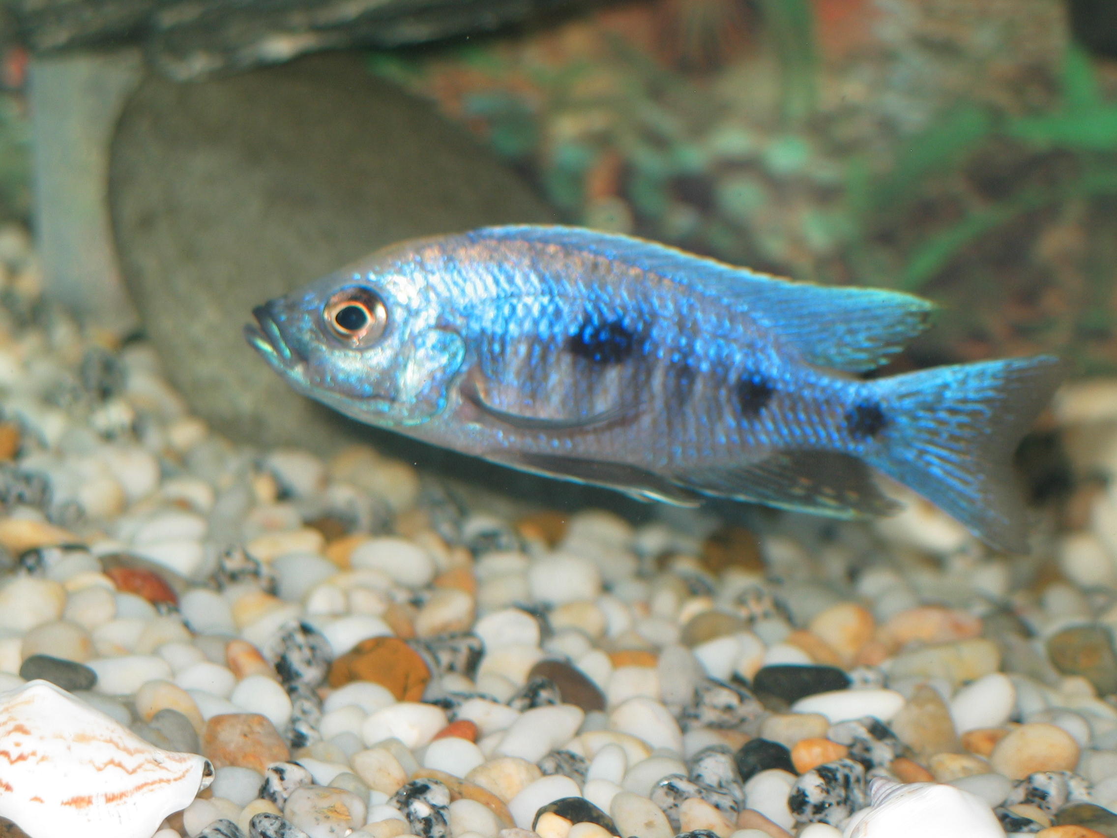 Copadichromis trewavasae
