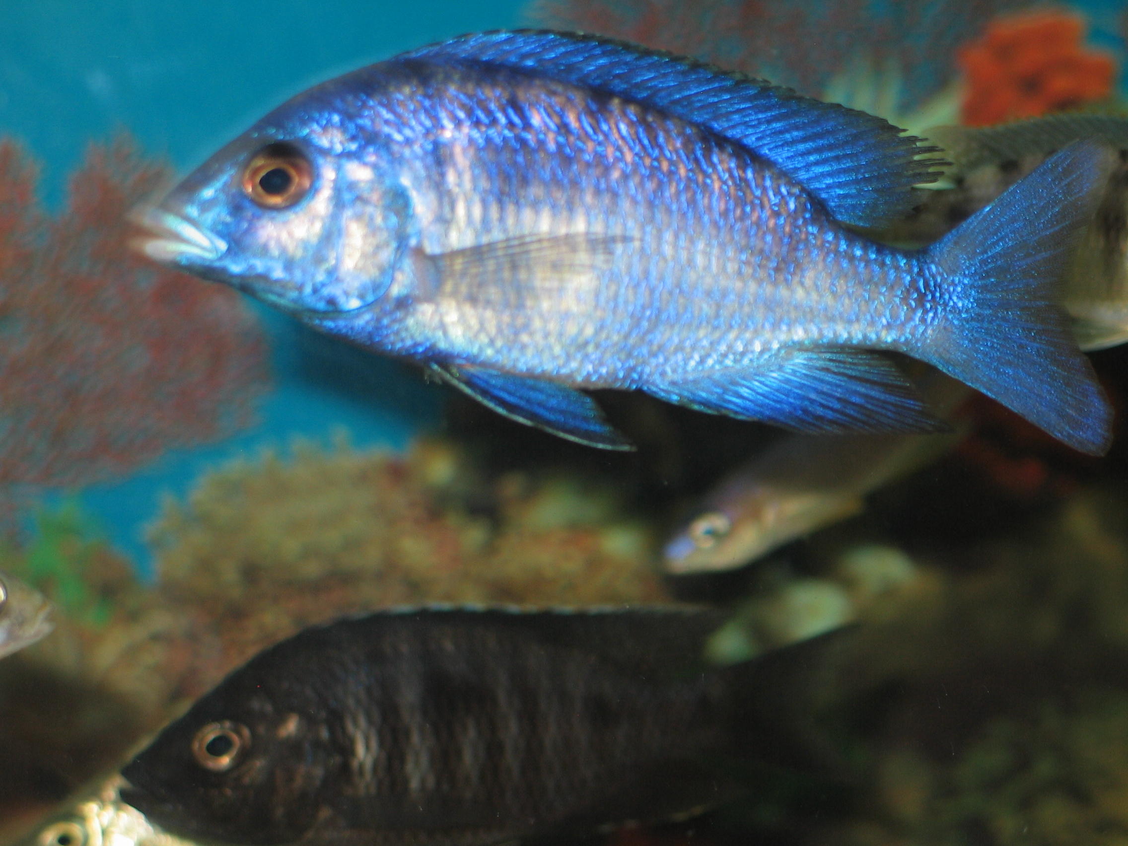 Placidochromis phenochilus