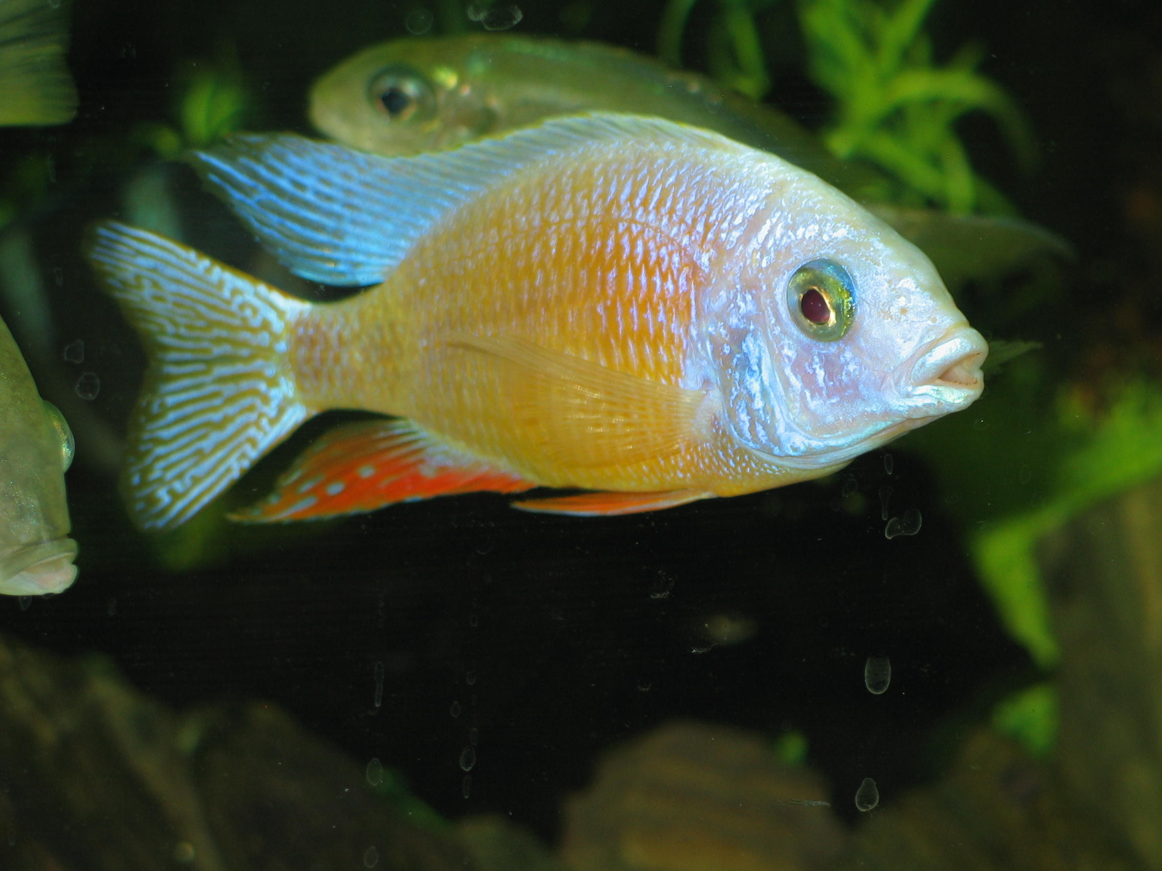 Protomelas sp. Steveni Taiwan (Albino)