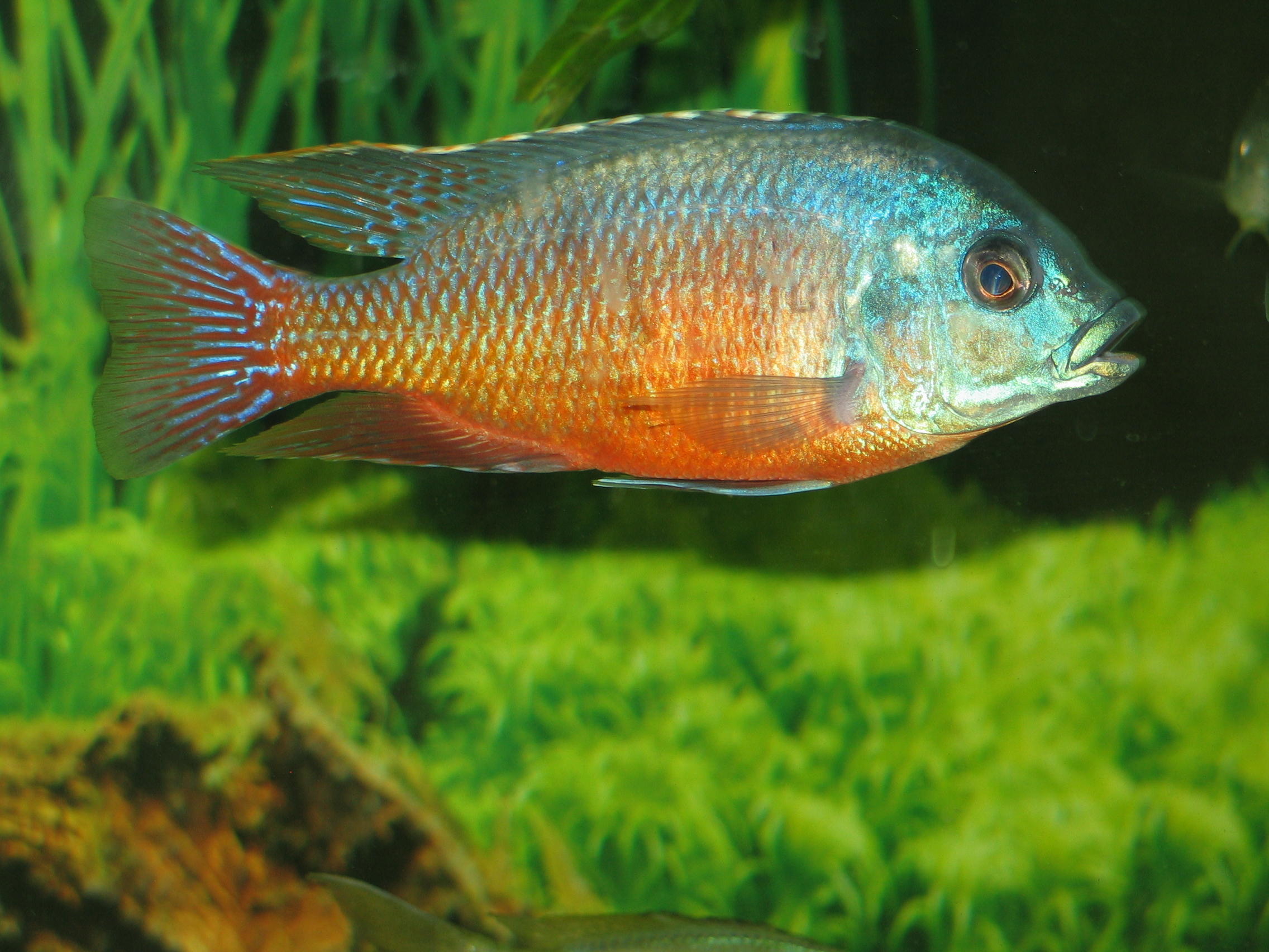 Protomelas taeniolatus
