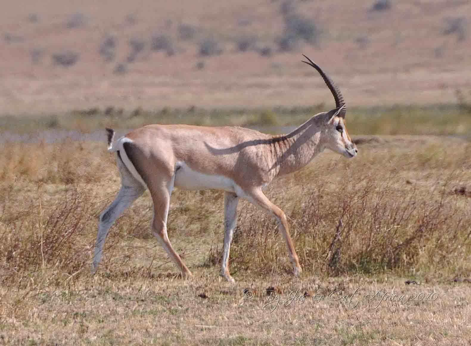 Grant Gazelle Wild  Africa 08-01-10.jpg