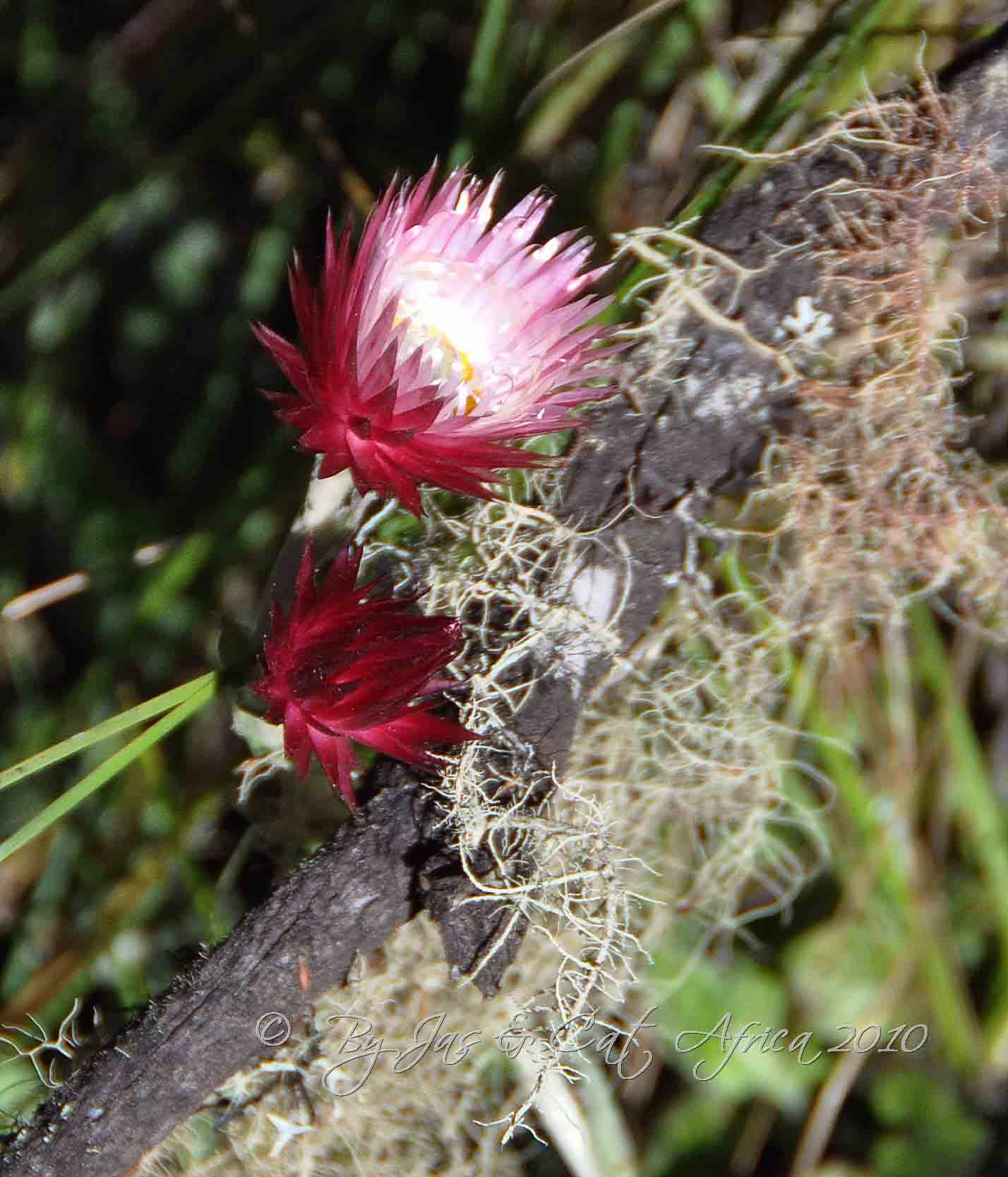 Wild Flower Wild  Africa  08-01-10.jpg