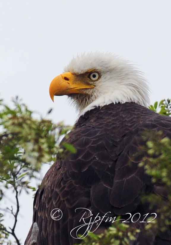 Bald Eagle Blackwater NWR,Md