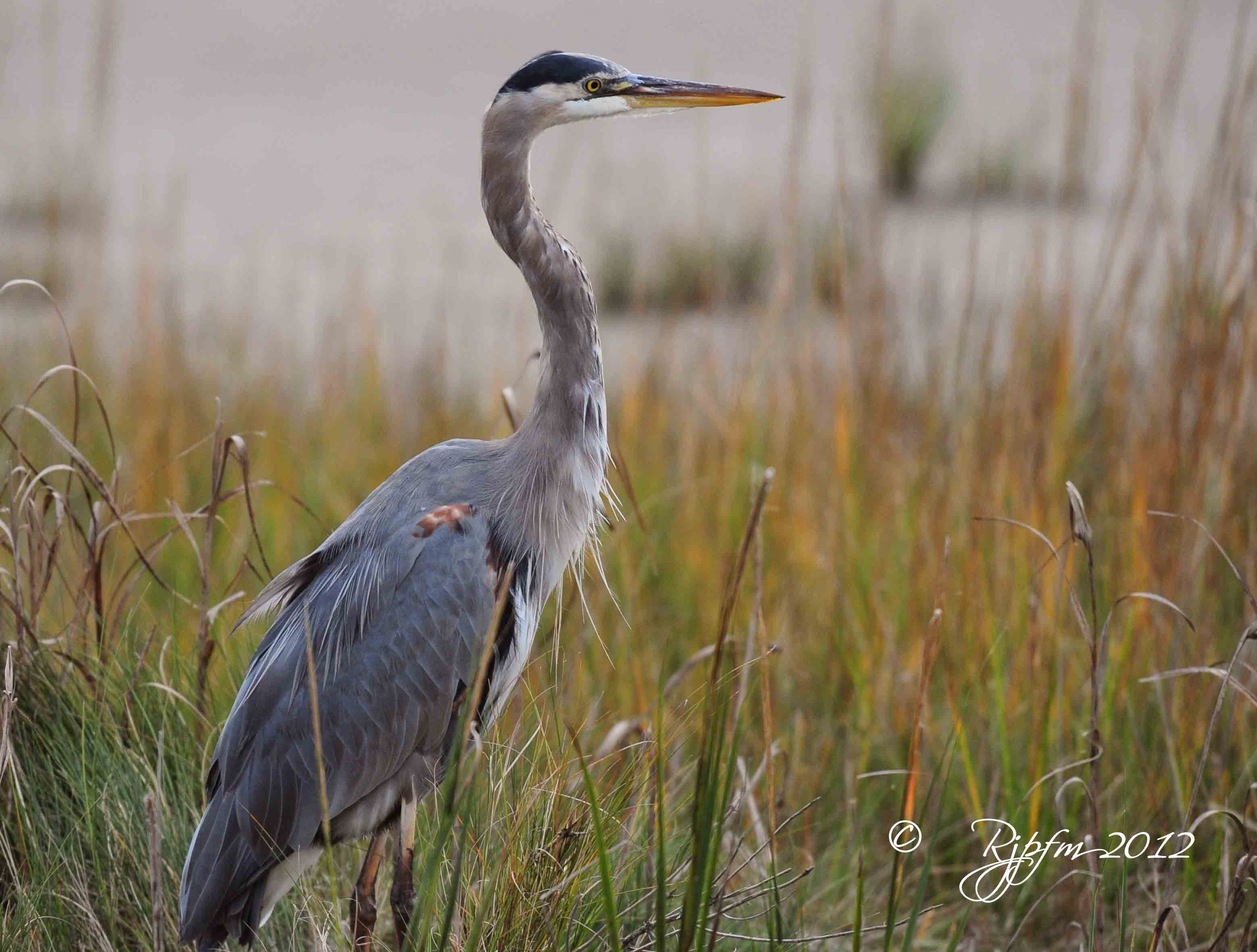 Great Blue Heron  Chincoteague NWR 1