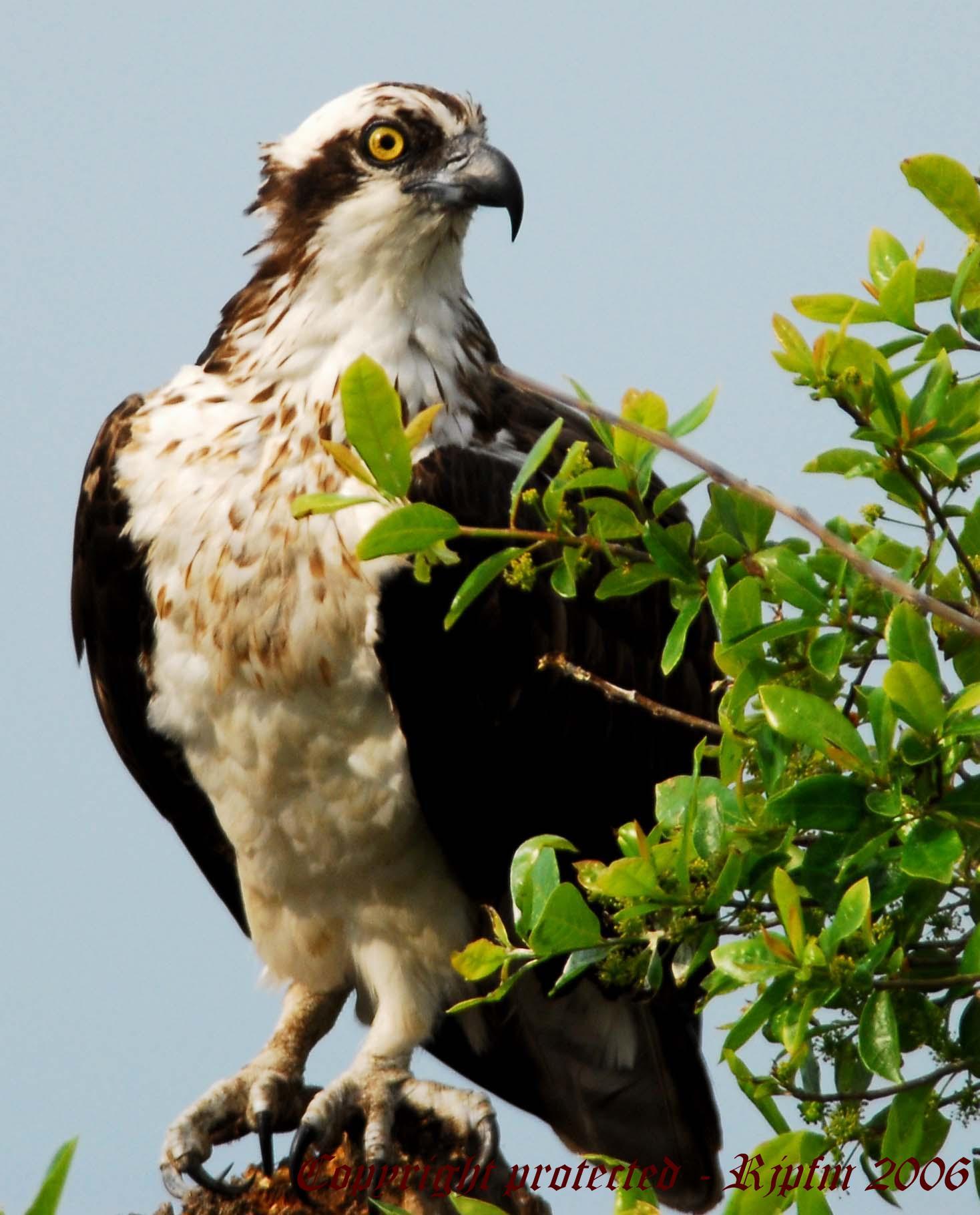 Osprey Blackwater NWR, Md