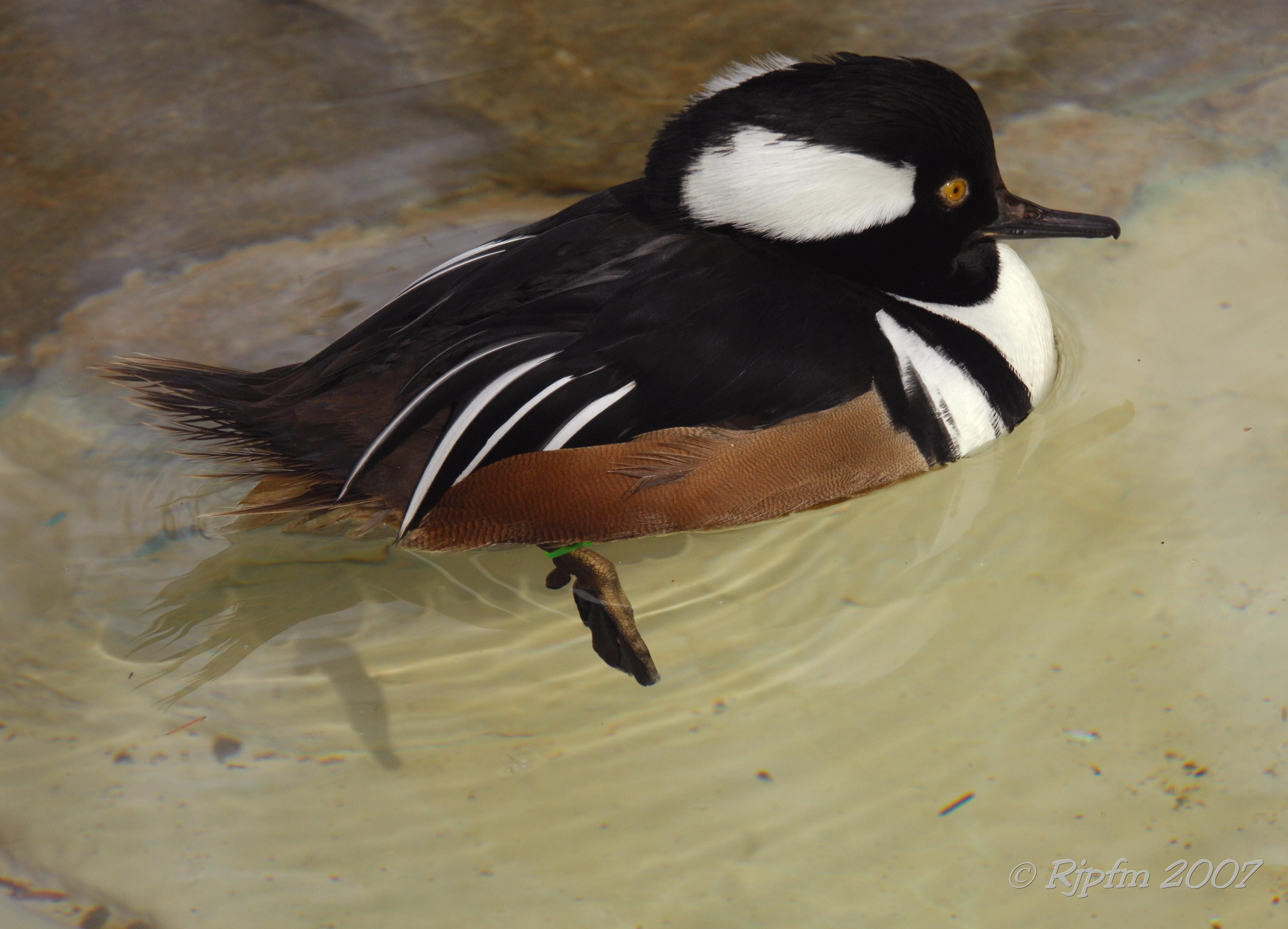 Hooded-merganzer DC National Zoo