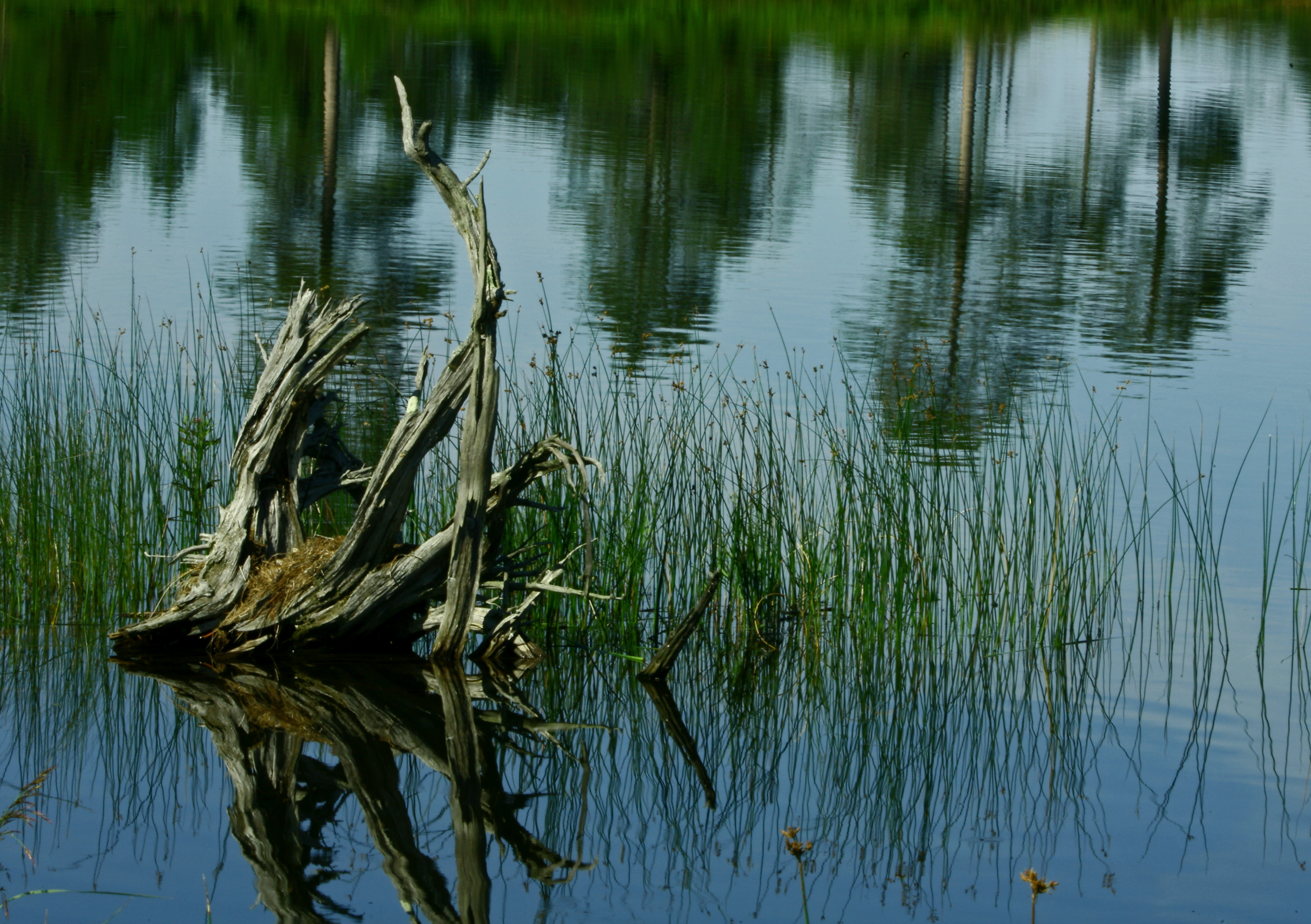 Seney Reflections