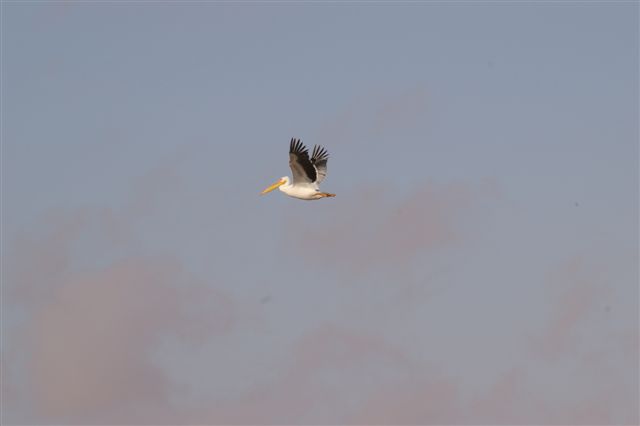 IMGP0123.JPG