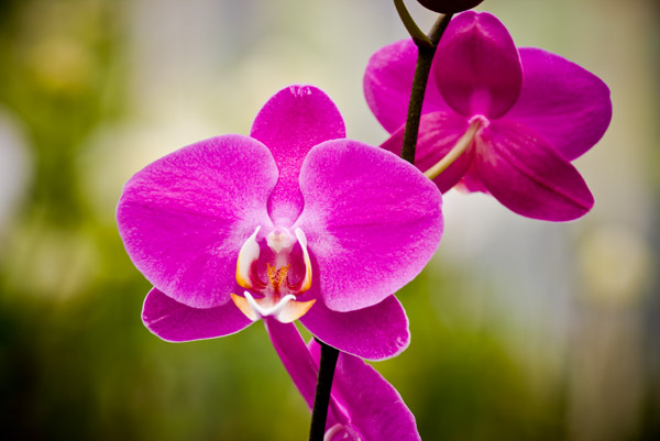 Orchid 18243