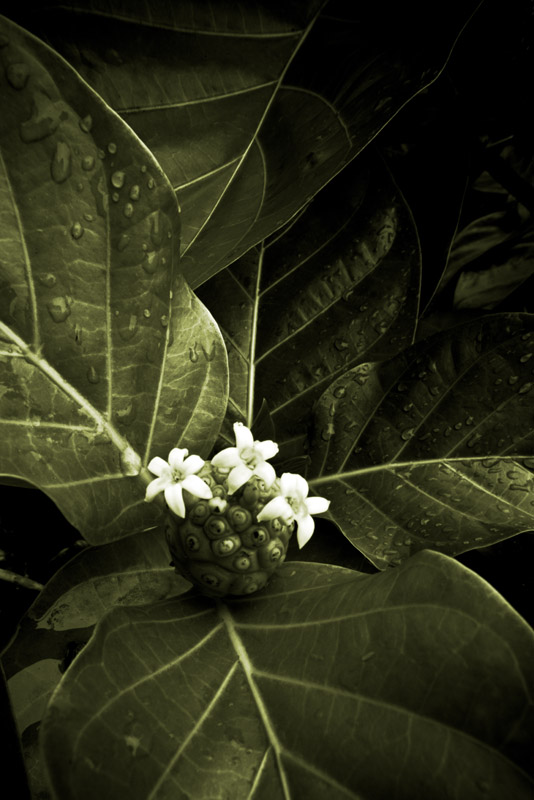 Noni