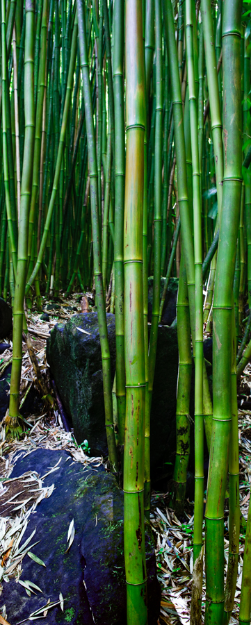 Bamboo RD-651 