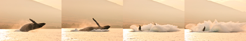 Humpback Whale - Breach 07156-59 humpback whale breach