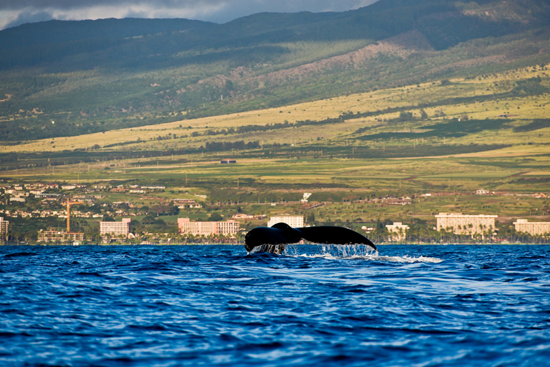 tail 15717 humpback whale tai off Maui