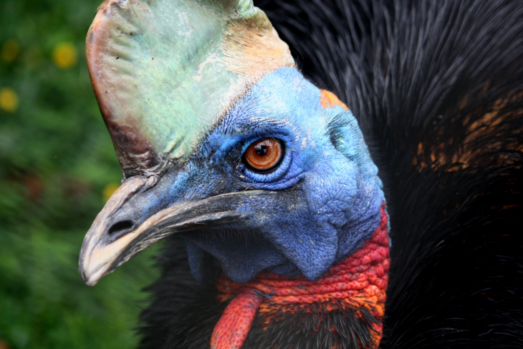 Cassowary, an immigrant from New Guinea