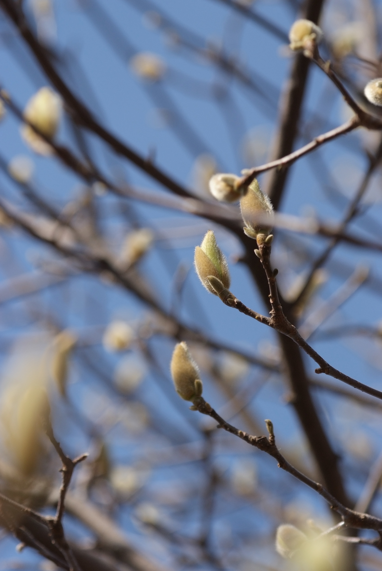 Mokuren (Mulan magnolia)