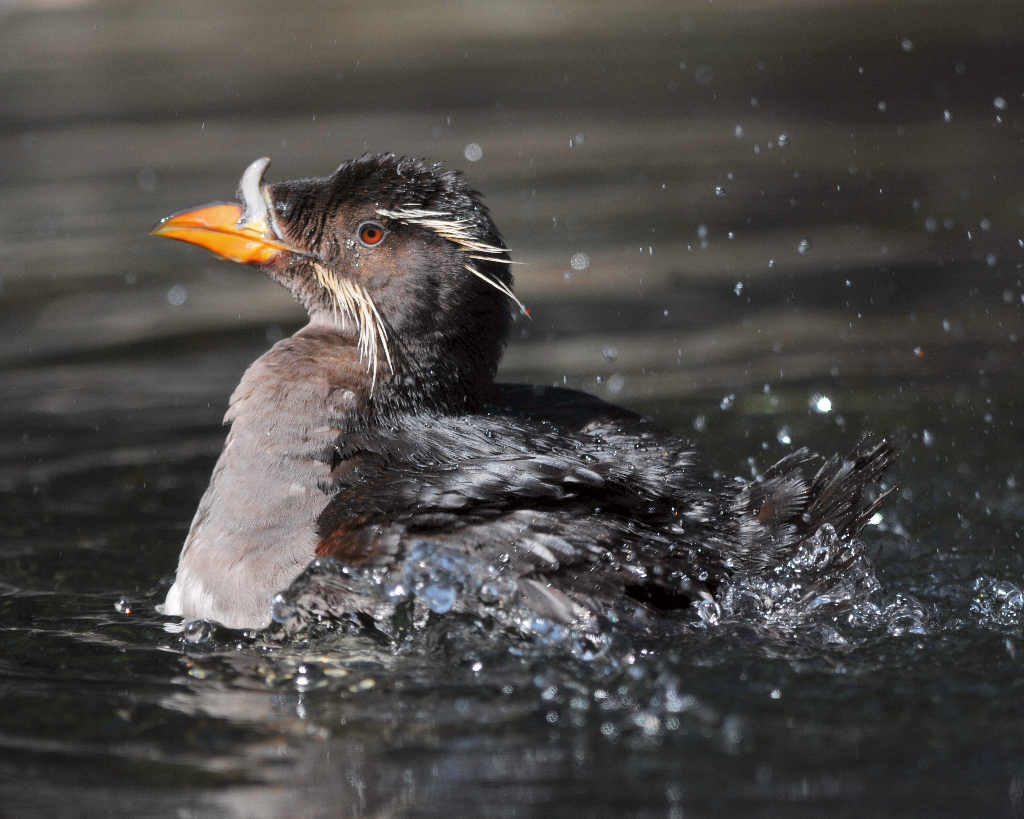 Rhinoceros Auklet DSC_3137.JPG