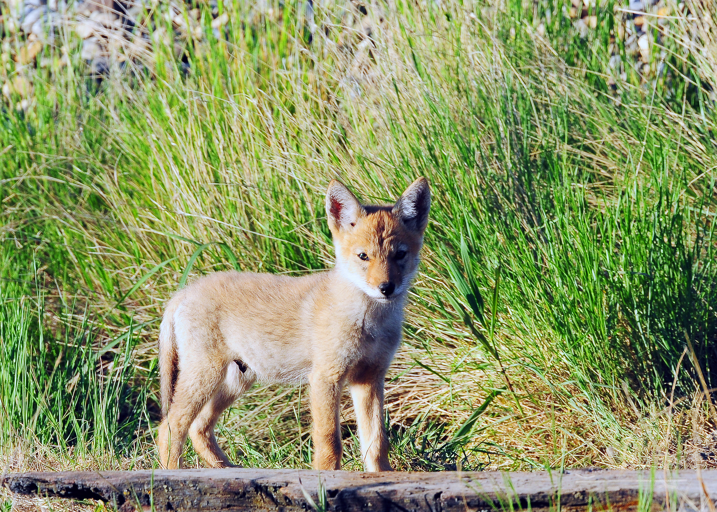 Fox cub DSC_6225.jpg