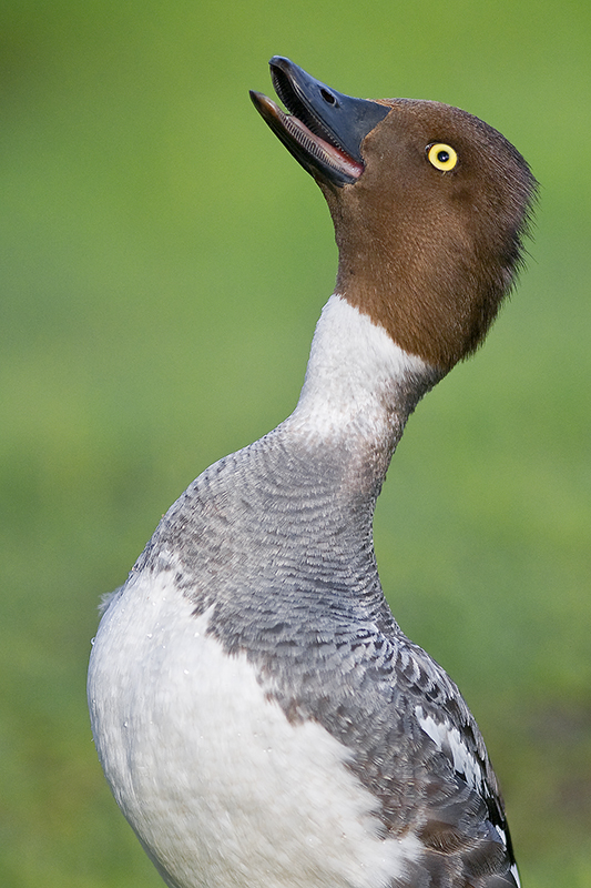 CommonGoldeneye_20110618_4197.jpg