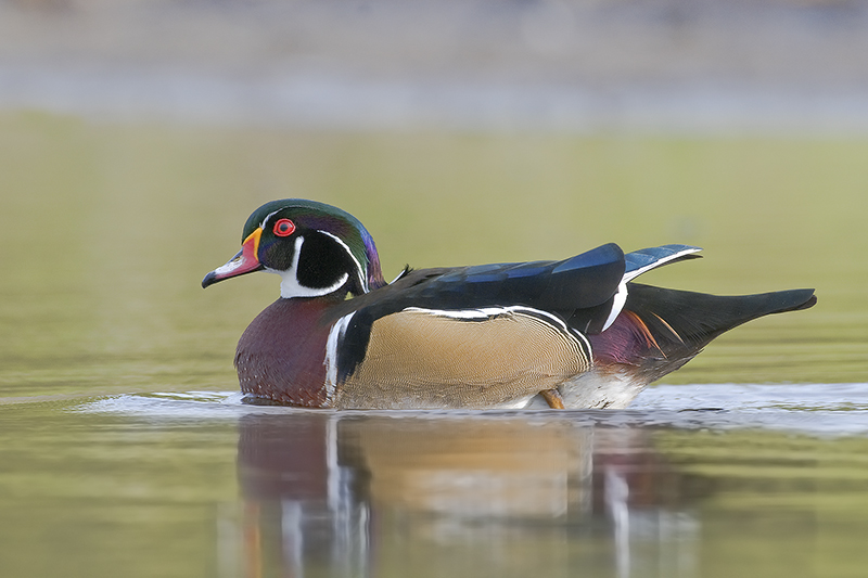 WoodDuck_20111004_8005.jpg