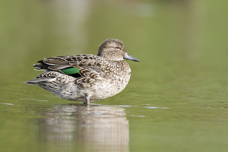 GreenwingedTeal_20111004_8004.jpg