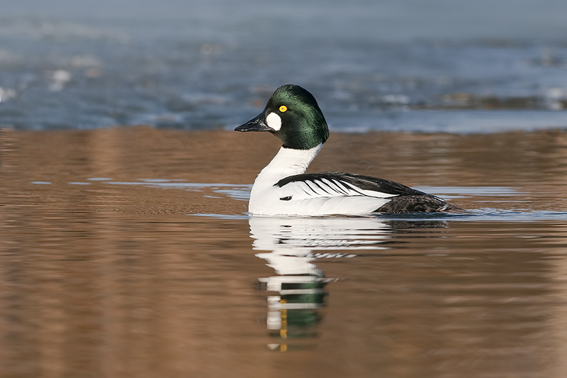 CommonGoldeneye_20120419_1804.jpg