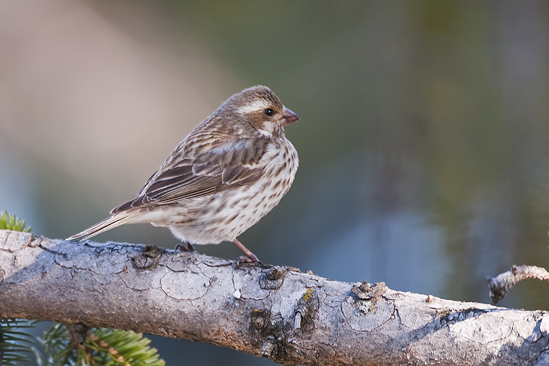 PurpleFinch_20120422_1841.jpg