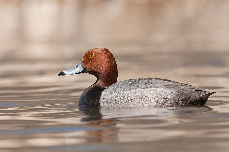 Redhead_20120428_2118.jpg