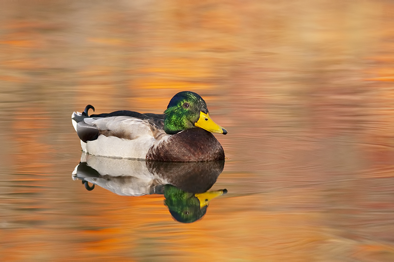 Mallard_2012Oct15_6406.jpg