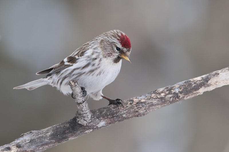 CommonRedpoll_20130406_1269.jpg