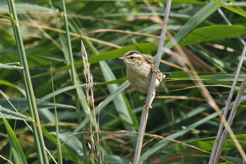 Sedge Warbler (Acrocephalus schoenobaenus)