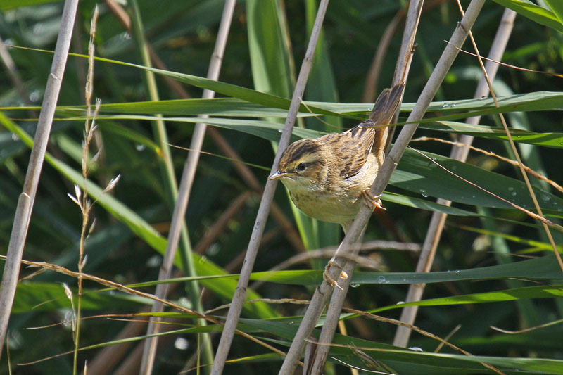 Sedge Warbler (Acrocephalus schoenobaenus)