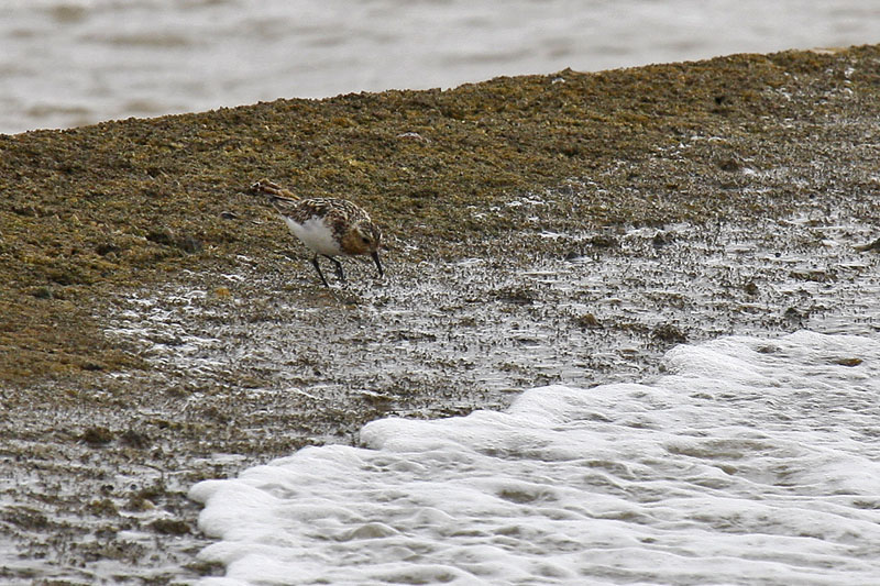 Sanderling (Calidris alba)
