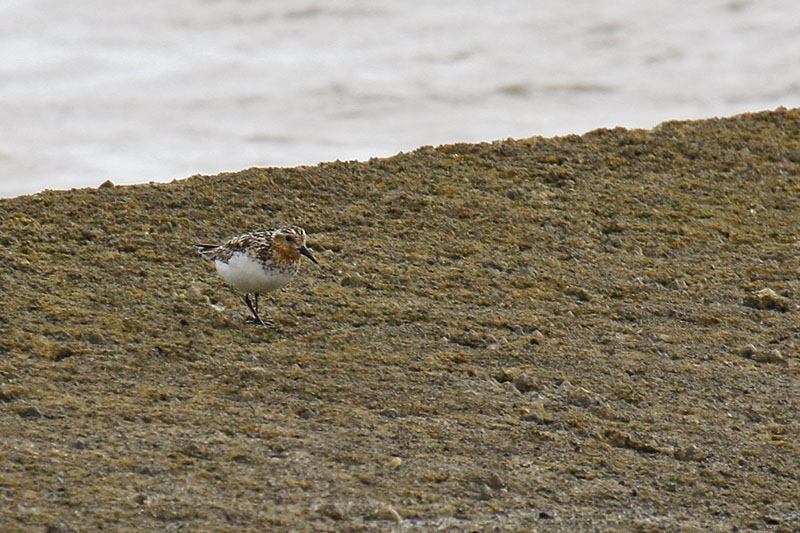 Sanderling (Calidris alba)
