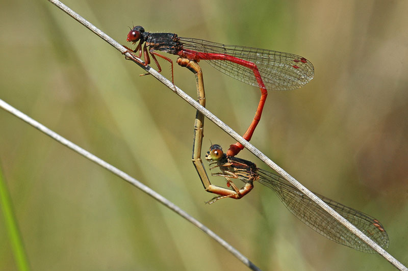 Small Red Damselfly (Ceriagrion tenellum)