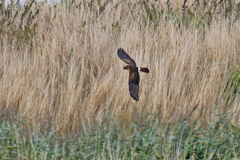 Montagus Harrier (Circus pygargus)