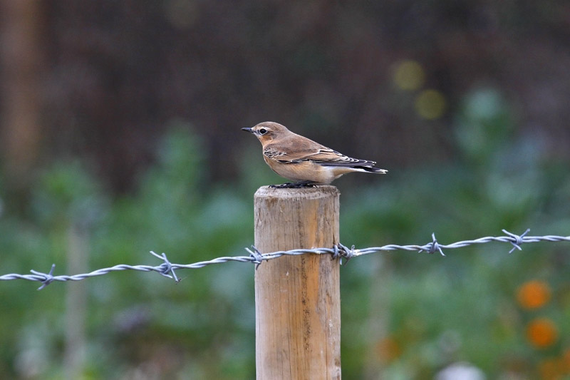Wheatear (Oenanthe oenanthe)