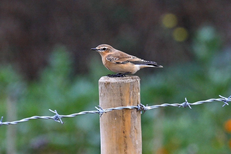 Wheatear (Oenanthe oenanthe)