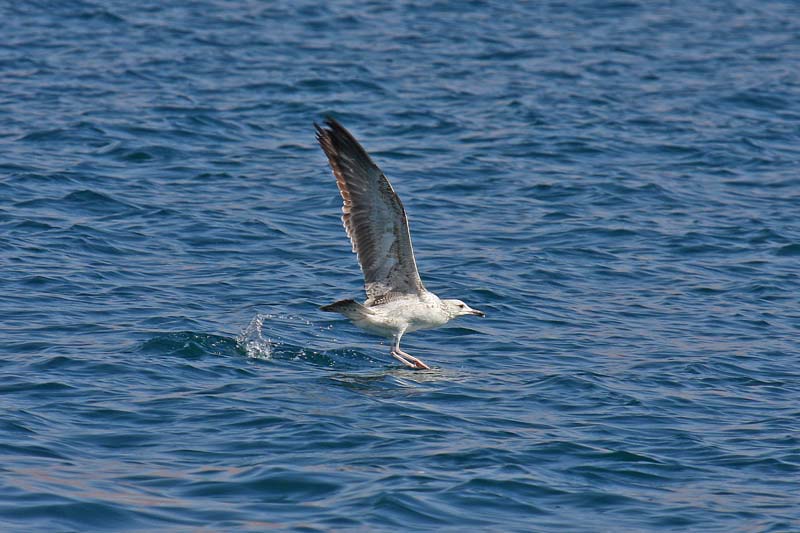 Caspian Gull (Larus cachinnans)