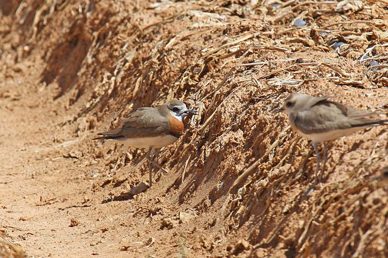 Caspian Plover (Charadrius asiaticus)