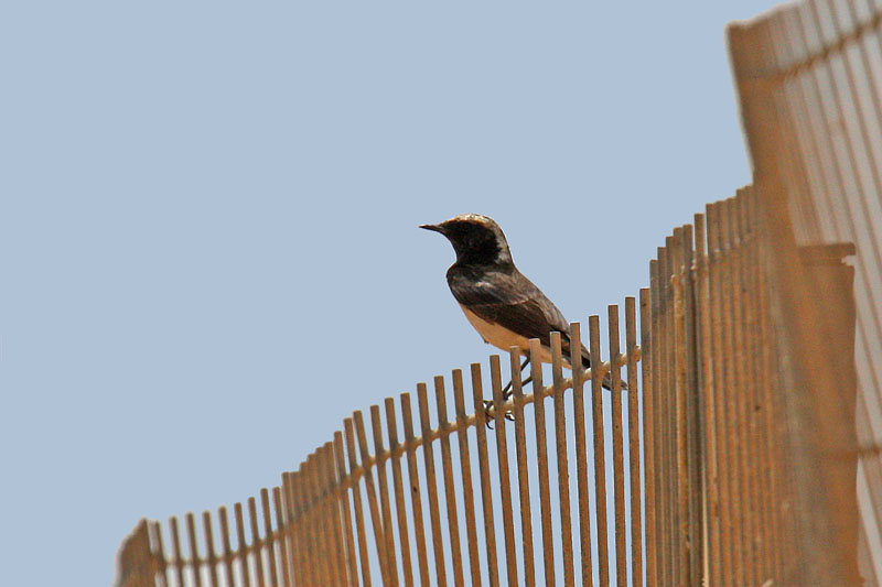 Cyprus Wheatear (Oenanthe cypriaca)