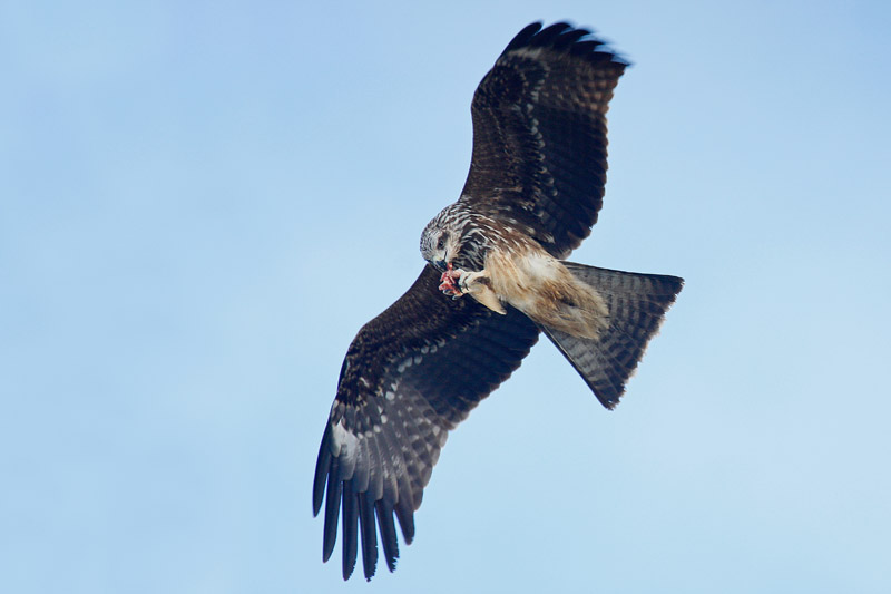 Black Kite (Milvus migrans)