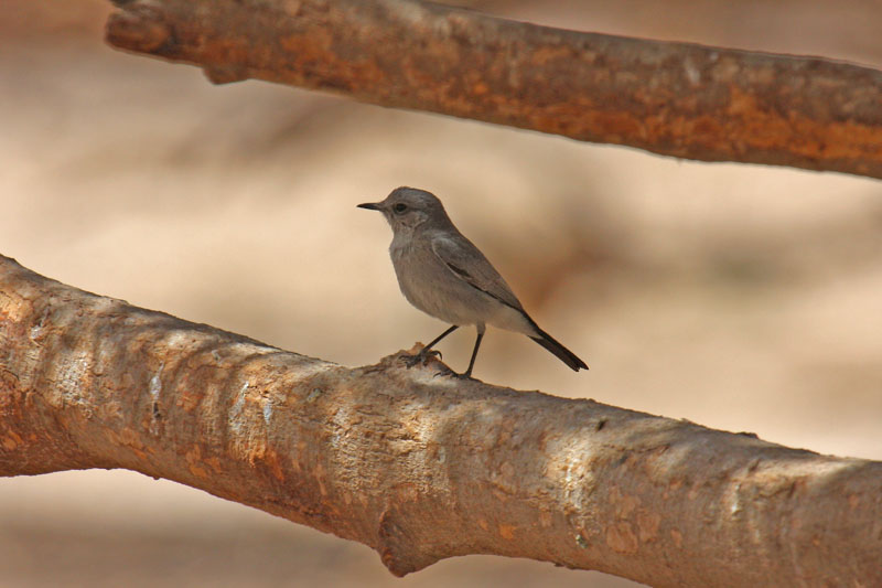 Blackstart (Cercomela melanura)