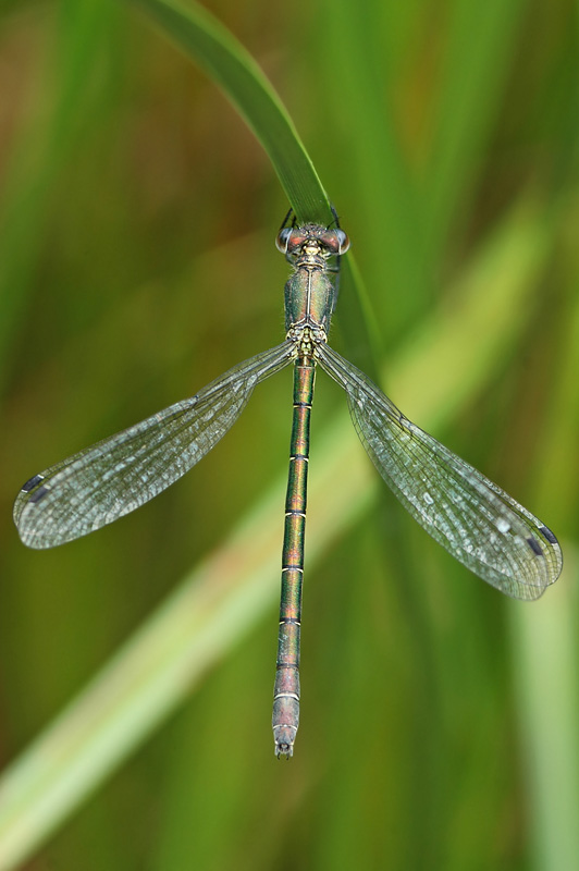 Scarce Emerald Damselfly (Lestes dryas)