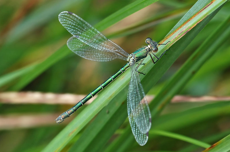 Scarce Emerald Damselfly (Lestes dryas)