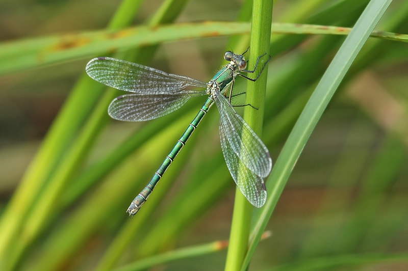 Scarce Emerald Damselfly (Lestes dryas)