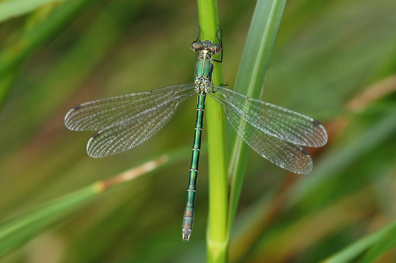Scarce Emerald Damselfly (Lestes dryas)