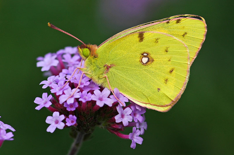 Clouded Yellow (Colias croceus)
