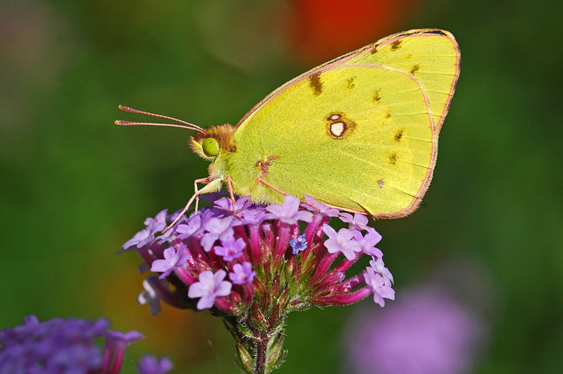 Clouded Yellow (Colias croceus)